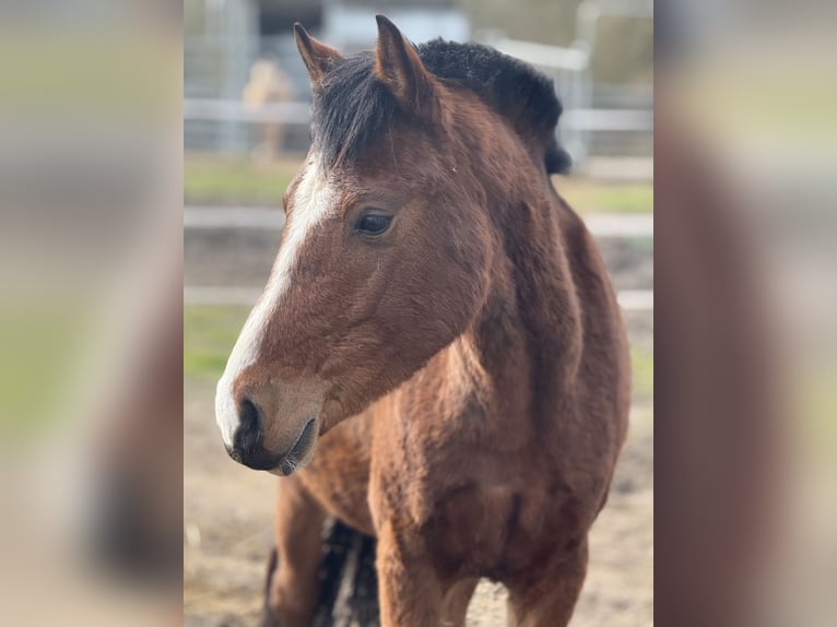 Poney de selle allemand Jument 3 Ans 145 cm Bai in Kastorf