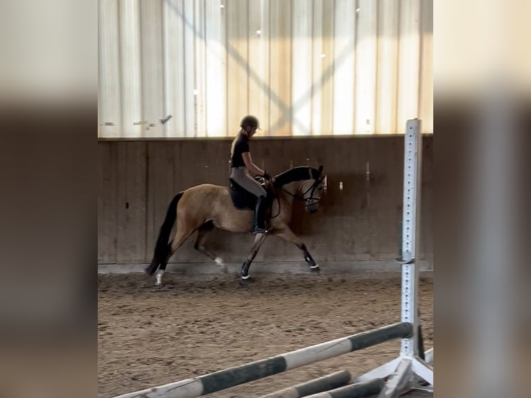Poney de selle allemand Jument 3 Ans 145 cm Buckskin in Balve