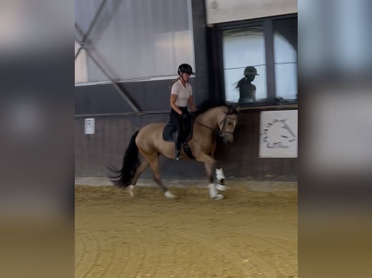 Poney de selle allemand Jument 3 Ans 145 cm Buckskin in Balve