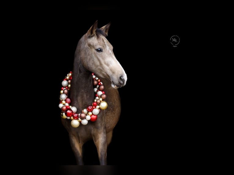 Poney de selle allemand Jument 3 Ans 145 cm Buckskin in Hünxe