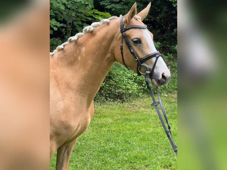 Poney de selle allemand Jument 3 Ans 145 cm Palomino in Wetter (Ruhr)