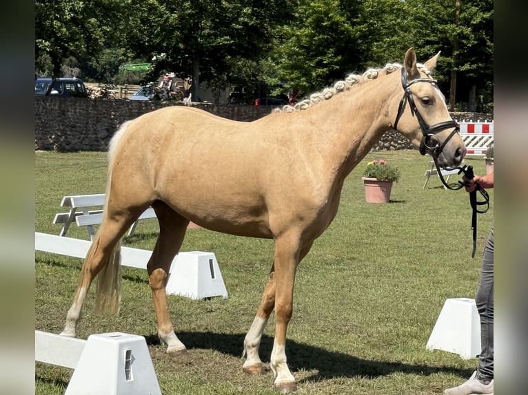 Poney de selle allemand Jument 3 Ans 145 cm Palomino in Treuenbrietzen