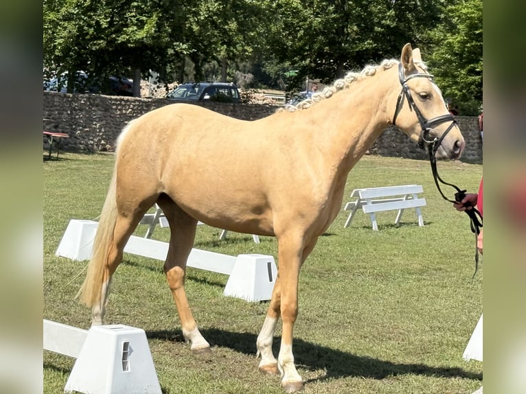 Poney de selle allemand Jument 3 Ans 145 cm Palomino in Treuenbrietzen