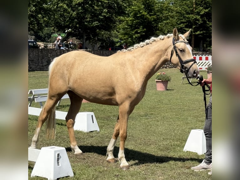 Poney de selle allemand Jument 3 Ans 145 cm Palomino in Treuenbrietzen