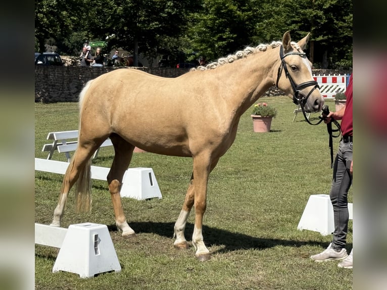 Poney de selle allemand Jument 3 Ans 145 cm Palomino in Treuenbrietzen