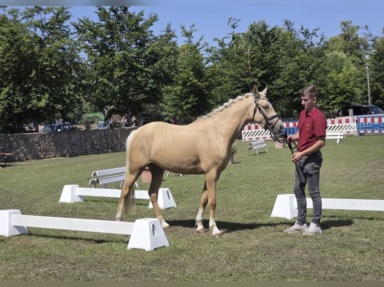 Poney de selle allemand Jument 3 Ans 145 cm Palomino in Treuenbrietzen