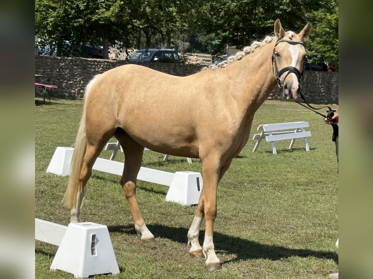 Poney de selle allemand Jument 3 Ans 145 cm Palomino in Treuenbrietzen