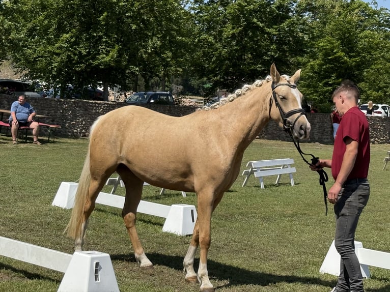 Poney de selle allemand Jument 3 Ans 145 cm Palomino in Treuenbrietzen