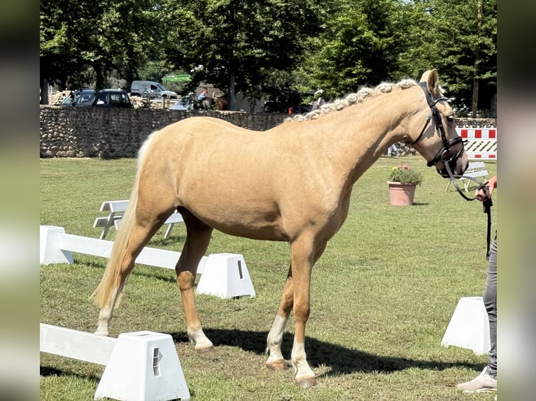 Poney de selle allemand Jument 3 Ans 145 cm Palomino in Treuenbrietzen