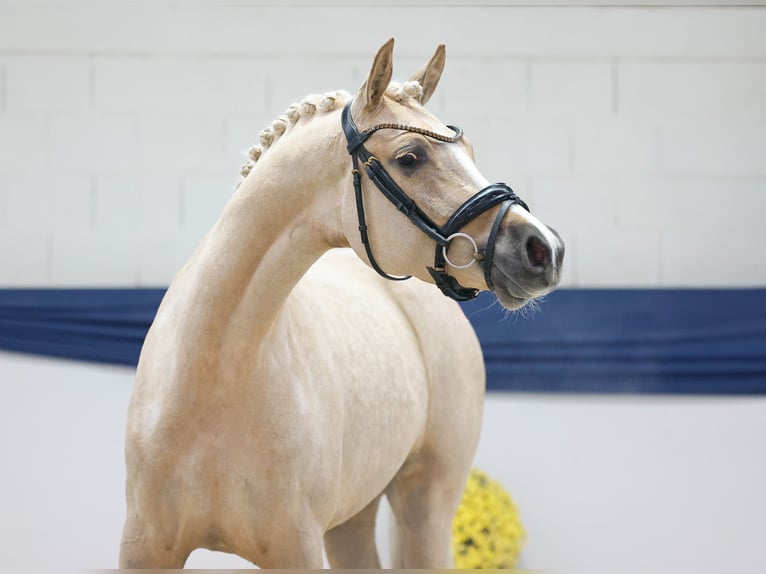 Poney de selle allemand Jument 3 Ans 145 cm Palomino in Marsberg