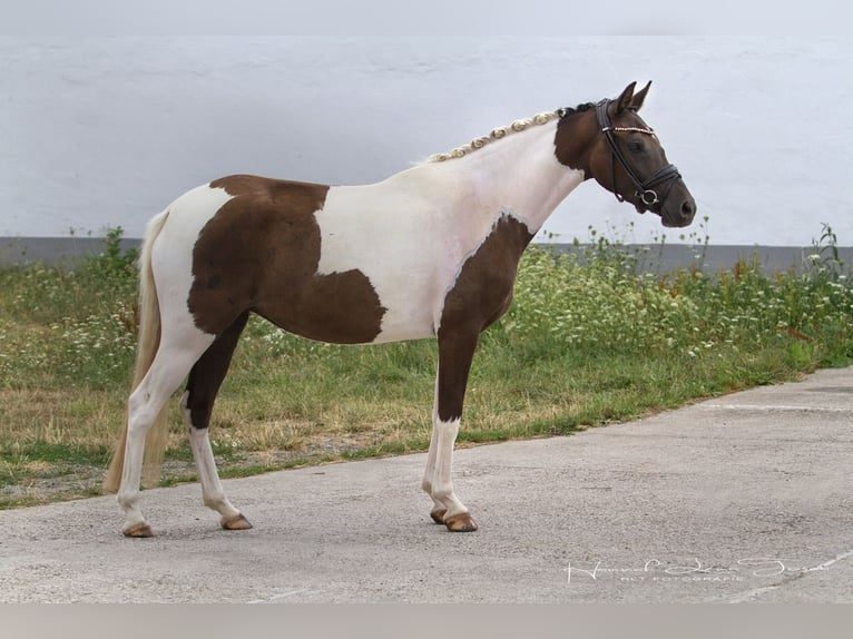 Poney de selle allemand Jument 3 Ans 145 cm Tobiano-toutes couleurs in Trebur