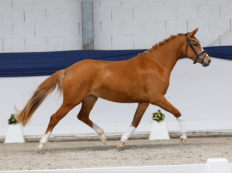 Poney de selle allemand Jument 3 Ans 146 cm Alezan in Marsberg