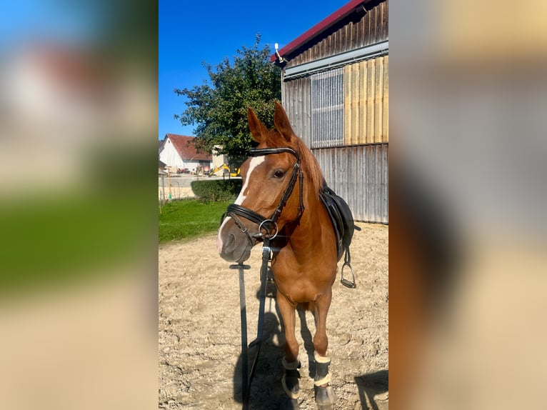 Poney de selle allemand Jument 3 Ans 146 cm Alezan in Niederstotzingen