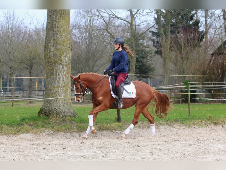 Poney de selle allemand Jument 3 Ans 146 cm Alezan in Raalte