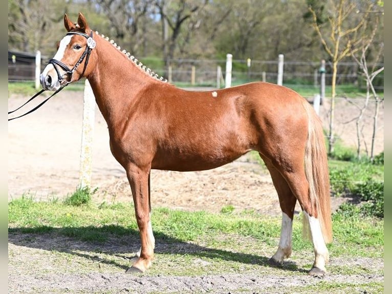 Poney de selle allemand Jument 3 Ans 146 cm Alezan in Reichenwalde