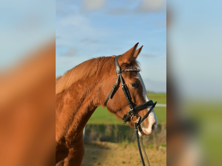 Poney de selle allemand Jument 3 Ans 146 cm Alezan in Geilenkirchen