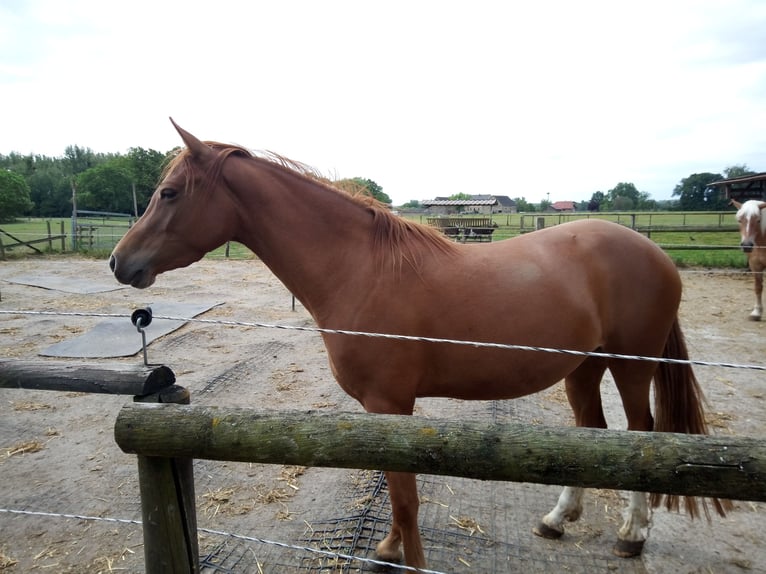 Poney de selle allemand Jument 3 Ans 146 cm Alezan in Hamm