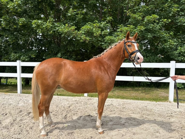 Poney de selle allemand Jument 3 Ans 146 cm Alezan in Ilmenau