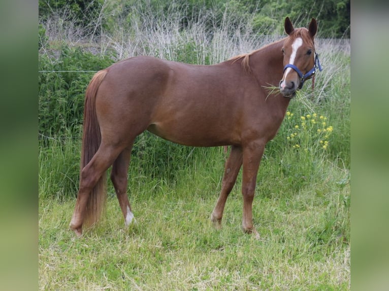 Poney de selle allemand Jument 3 Ans 146 cm Alezan in Sangerhausen