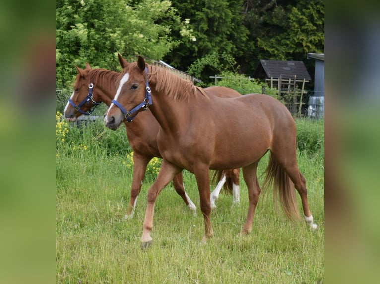 Poney de selle allemand Jument 3 Ans 146 cm Alezan in Sangerhausen