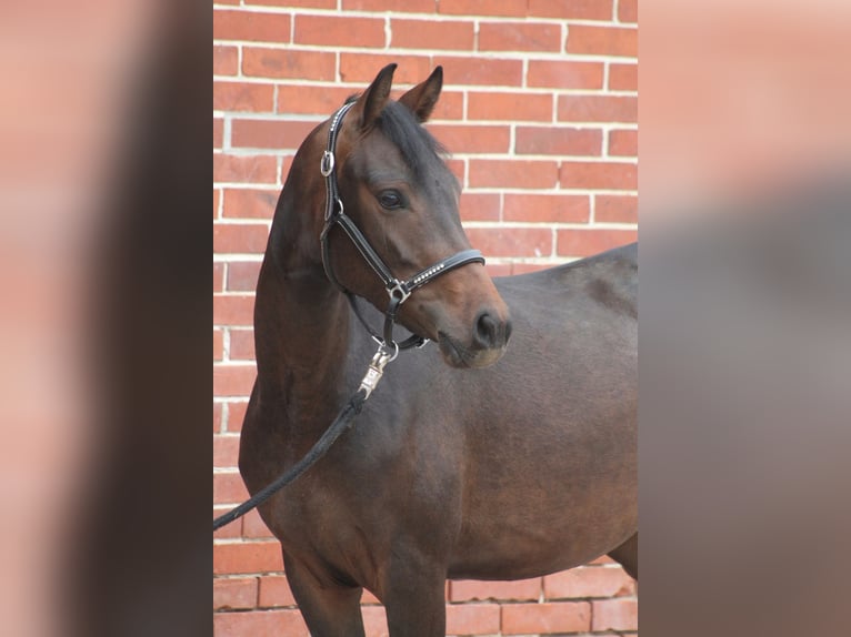 Poney de selle allemand Jument 3 Ans 146 cm Bai brun foncé in Petershagen Poney de selle allemand Jument 3 Ans 146 cm Bai brun foncé in Petershagen