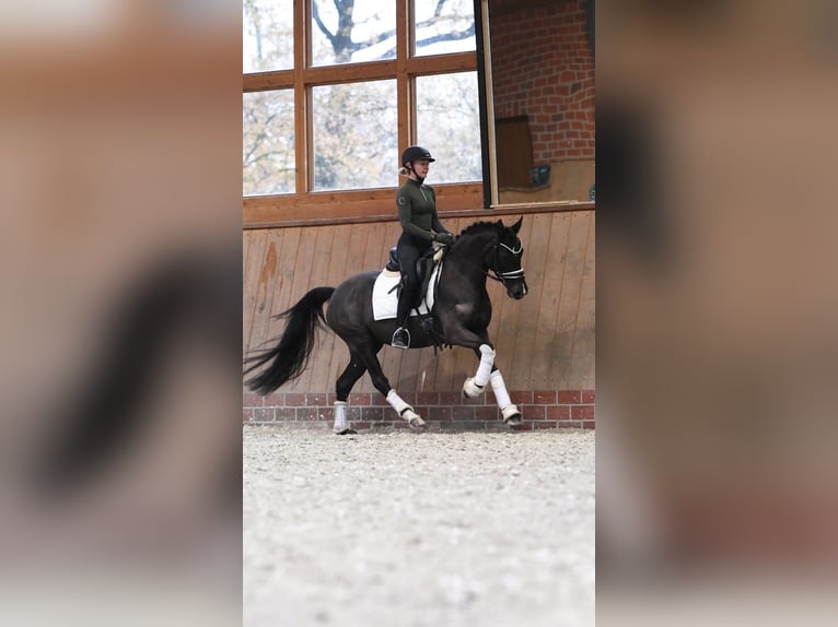 Poney de selle allemand Jument 3 Ans 146 cm Bai brun foncé in Essen (Oldenburg)