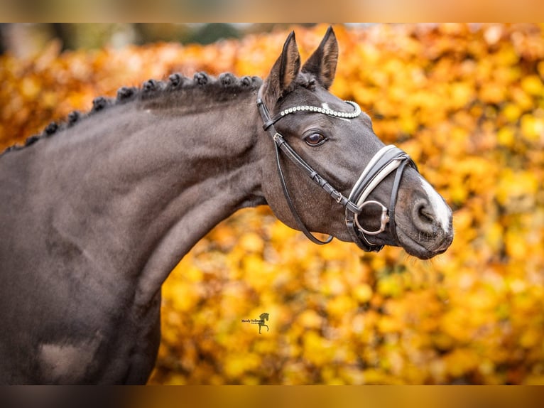 Poney de selle allemand Jument 3 Ans 146 cm Bai brun foncé in Essen (Oldenburg)