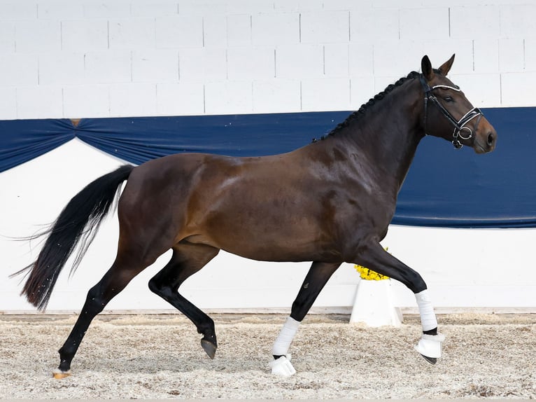 Poney de selle allemand Jument 3 Ans 146 cm Bai in Marsberg