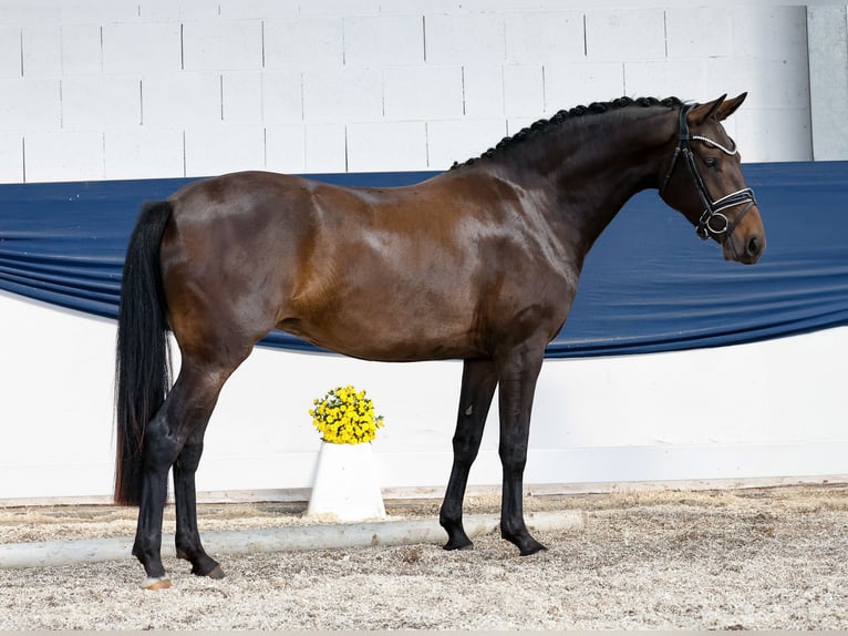 Poney de selle allemand Jument 3 Ans 146 cm Bai in Marsberg