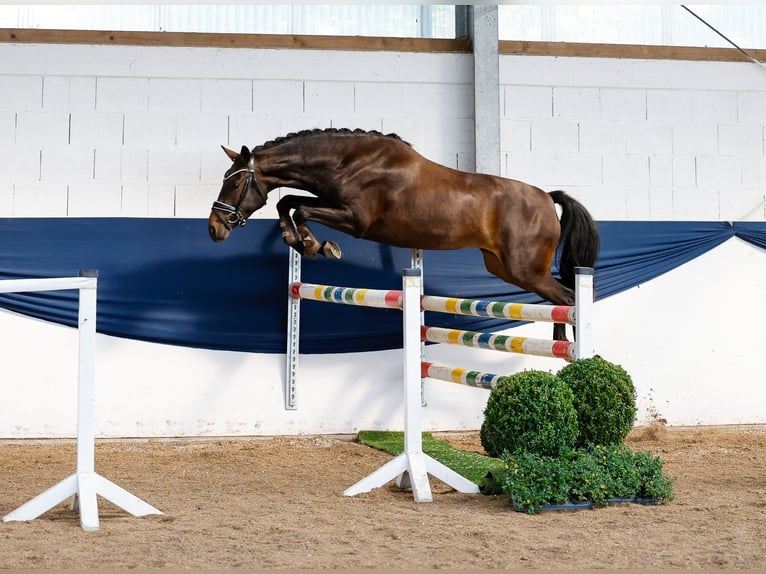 Poney de selle allemand Jument 3 Ans 146 cm Bai in Marsberg