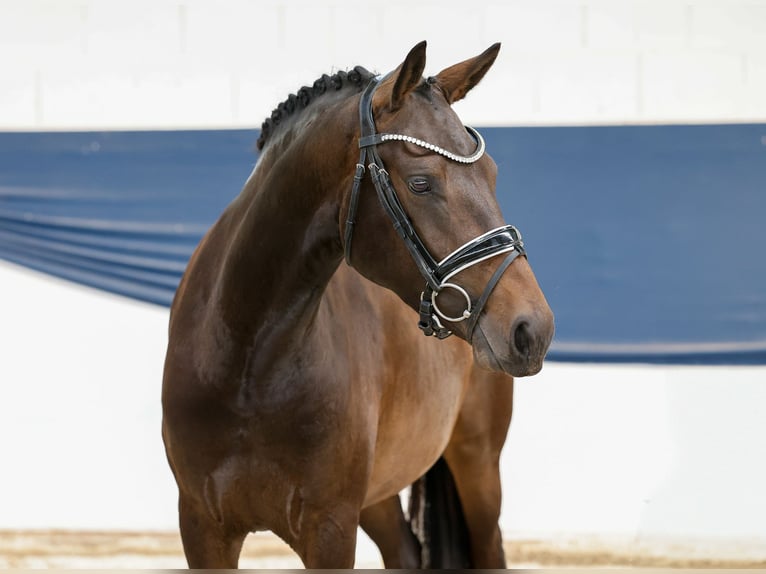 Poney de selle allemand Jument 3 Ans 146 cm Bai in Marsberg