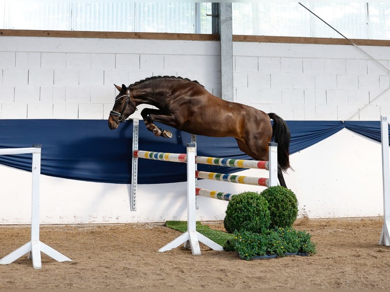 Poney de selle allemand Jument 3 Ans 146 cm Bai in Marsberg