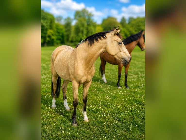 Poney de selle allemand Jument 3 Ans 146 cm Buckskin in Ritterhude