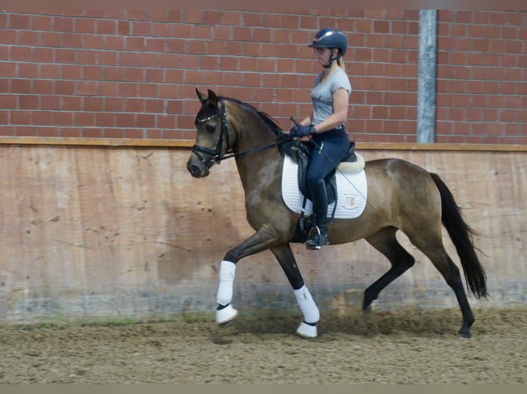 Poney de selle allemand Jument 3 Ans 146 cm Buckskin in Paderborn