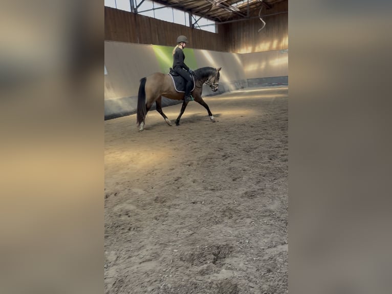 Poney de selle allemand Jument 3 Ans 146 cm Isabelle in Wegeleben
