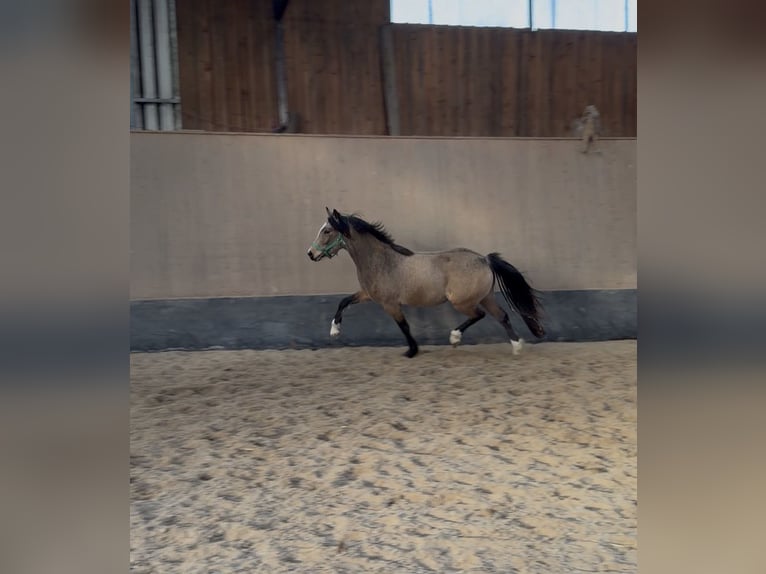 Poney de selle allemand Jument 3 Ans 146 cm Isabelle in Wegeleben