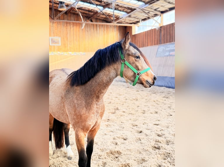 Poney de selle allemand Jument 3 Ans 146 cm Isabelle in Wegeleben