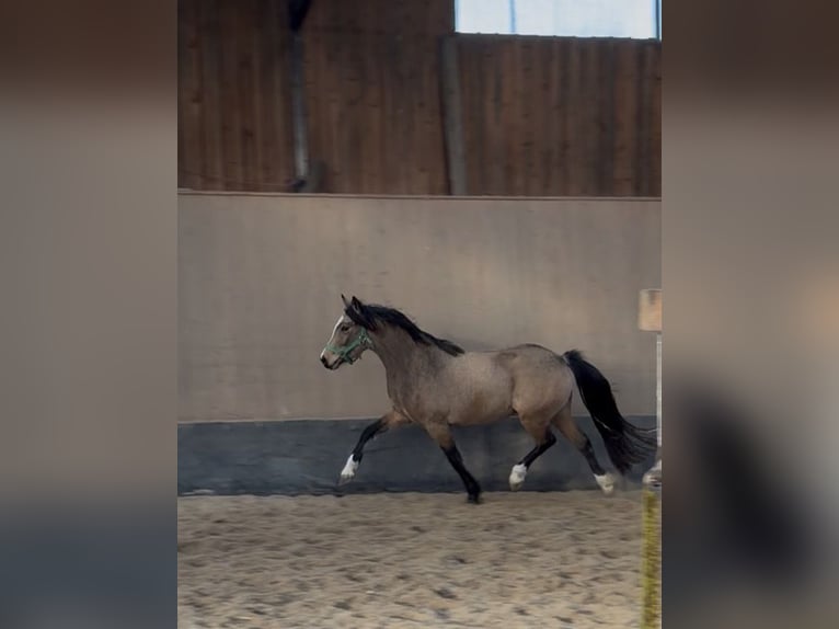 Poney de selle allemand Jument 3 Ans 146 cm Isabelle in Wegeleben
