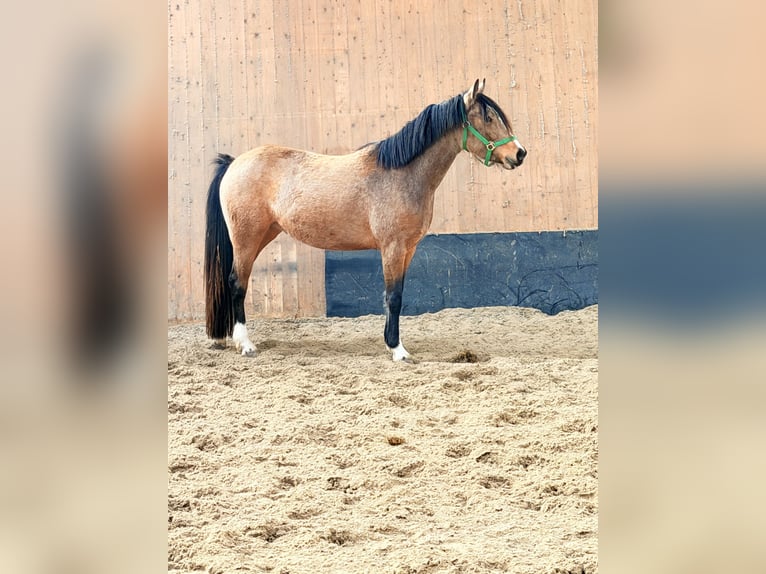 Poney de selle allemand Jument 3 Ans 146 cm Isabelle in Wegeleben