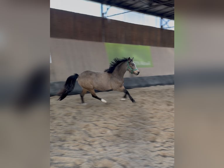 Poney de selle allemand Jument 3 Ans 146 cm Isabelle in Wegeleben