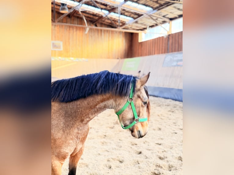 Poney de selle allemand Jument 3 Ans 146 cm Isabelle in Wegeleben