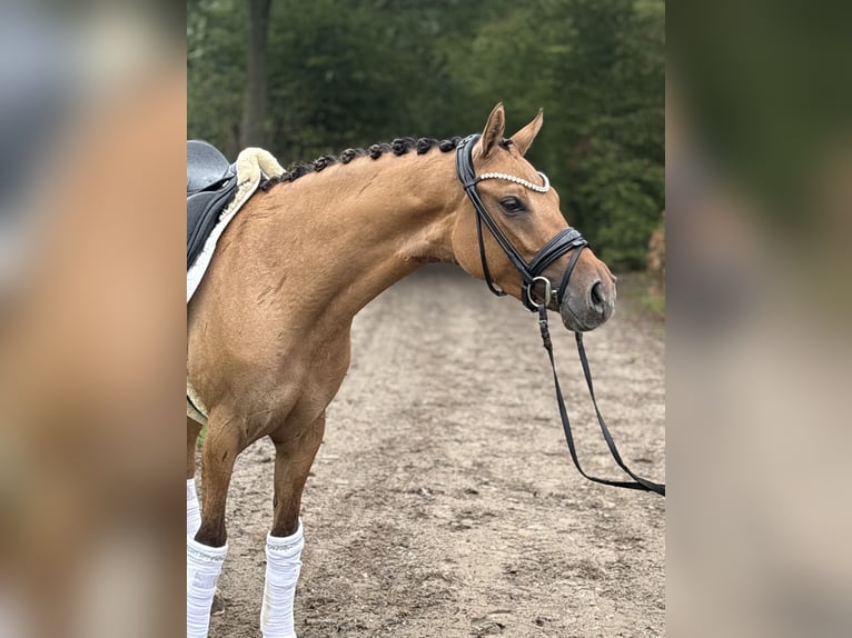 Poney de selle allemand Jument 3 Ans 146 cm Isabelle in Münster