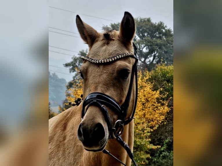 Poney de selle allemand Jument 3 Ans 146 cm Isabelle in Ruppichteroth