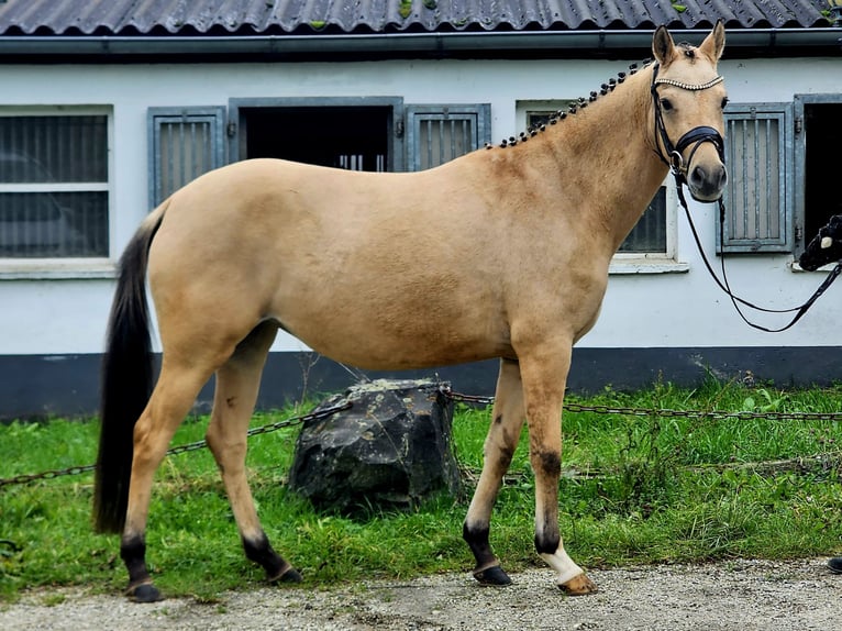 Poney de selle allemand Jument 3 Ans 146 cm Isabelle in Ruppichteroth