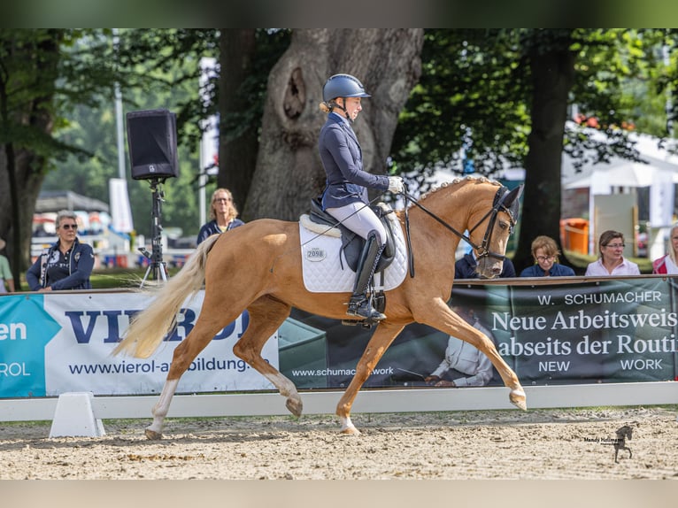 Poney de selle allemand Jument 3 Ans 146 cm Palomino in Grosskneten