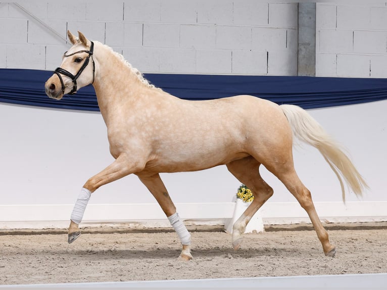 Poney de selle allemand Jument 3 Ans 146 cm Palomino in Marsberg