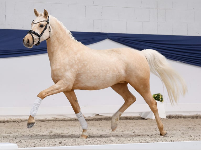 Poney de selle allemand Jument 3 Ans 146 cm Palomino in Marsberg