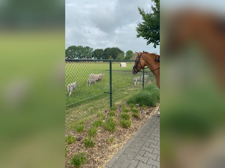 Poney de selle allemand Jument 3 Ans 147 cm Alezan in Someren