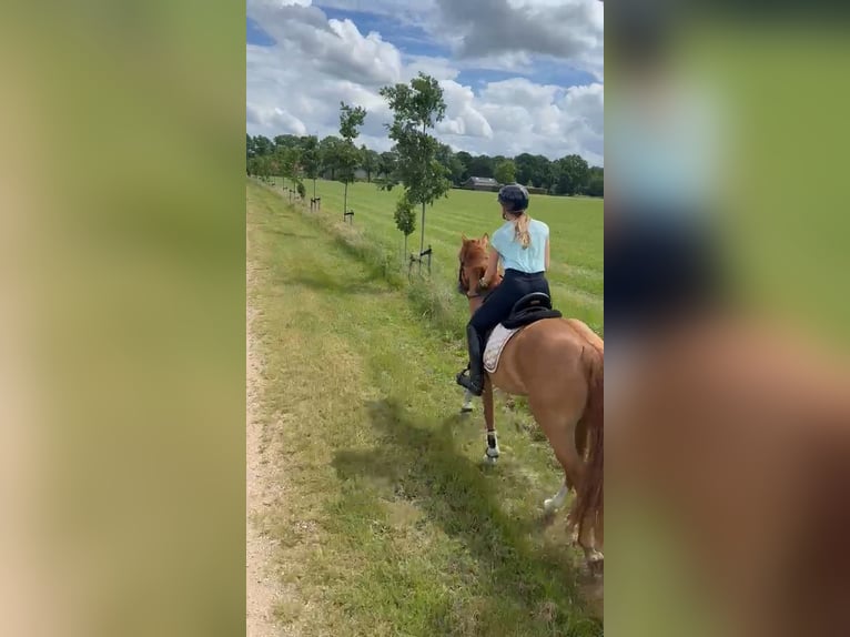 Poney de selle allemand Jument 3 Ans 147 cm Alezan in Someren