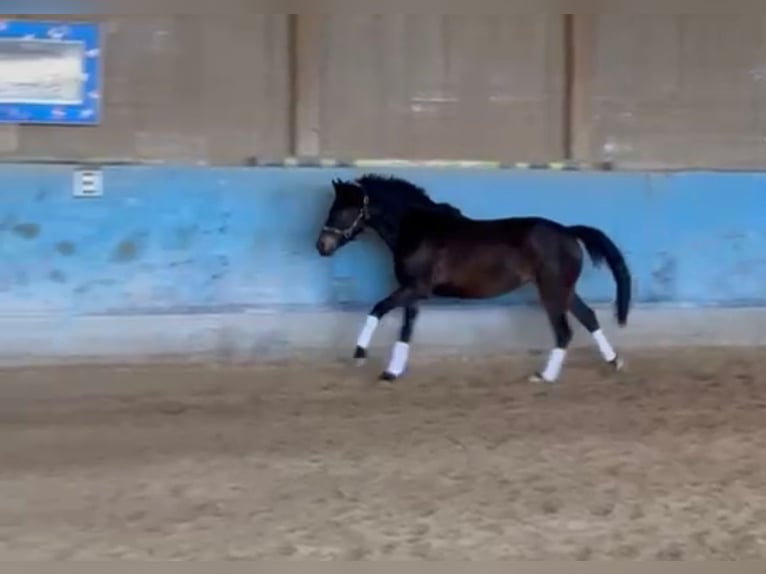 Poney de selle allemand Jument 3 Ans 147 cm Bai brun foncé in Langenau